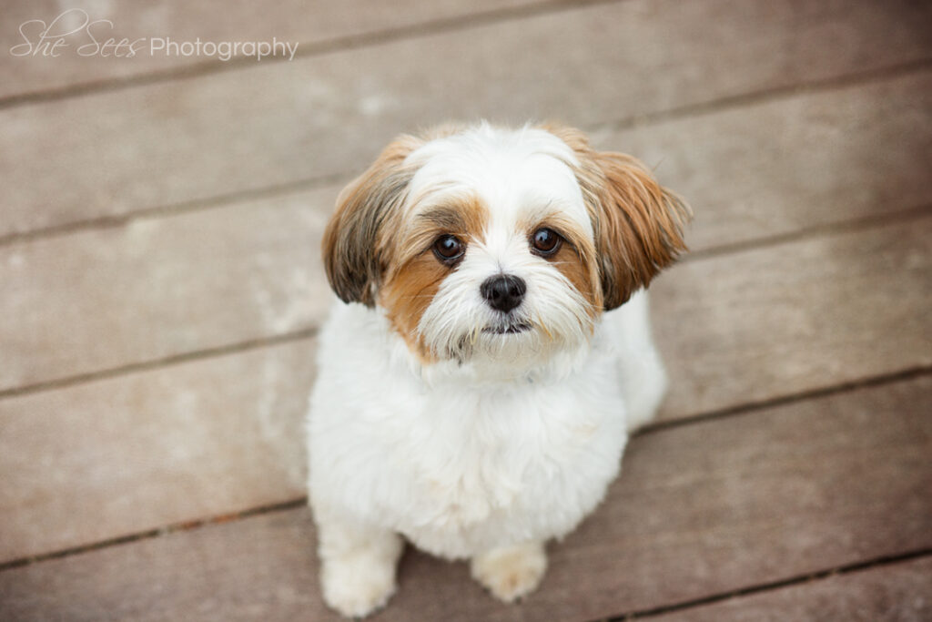 Oak Brook Family Photography